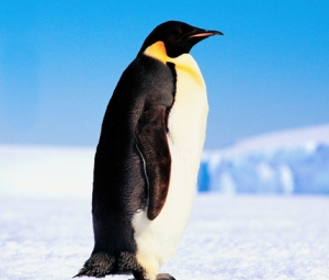 Penguin